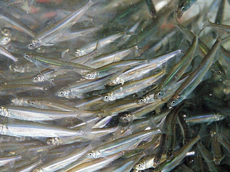 丰富的淇河鱼类资源—池沼公鱼