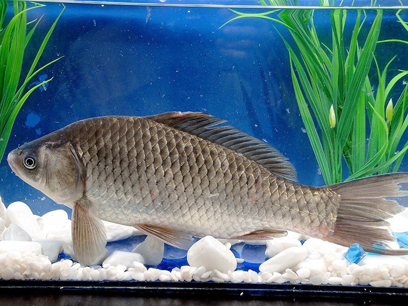 丰富的淇河鱼类资源—淇河鲫鱼