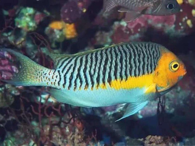 丰富的淇河鱼类资源—中华多刺鱼