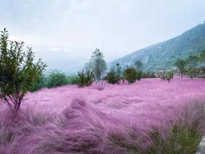 免费打卡地！粉色花海，美如仙境，淇淅河畔一大片粉黛乱子草惊艳亮相~~
