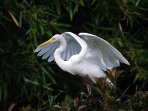 Common birds in the spring of Qiqi River - Great Egret
